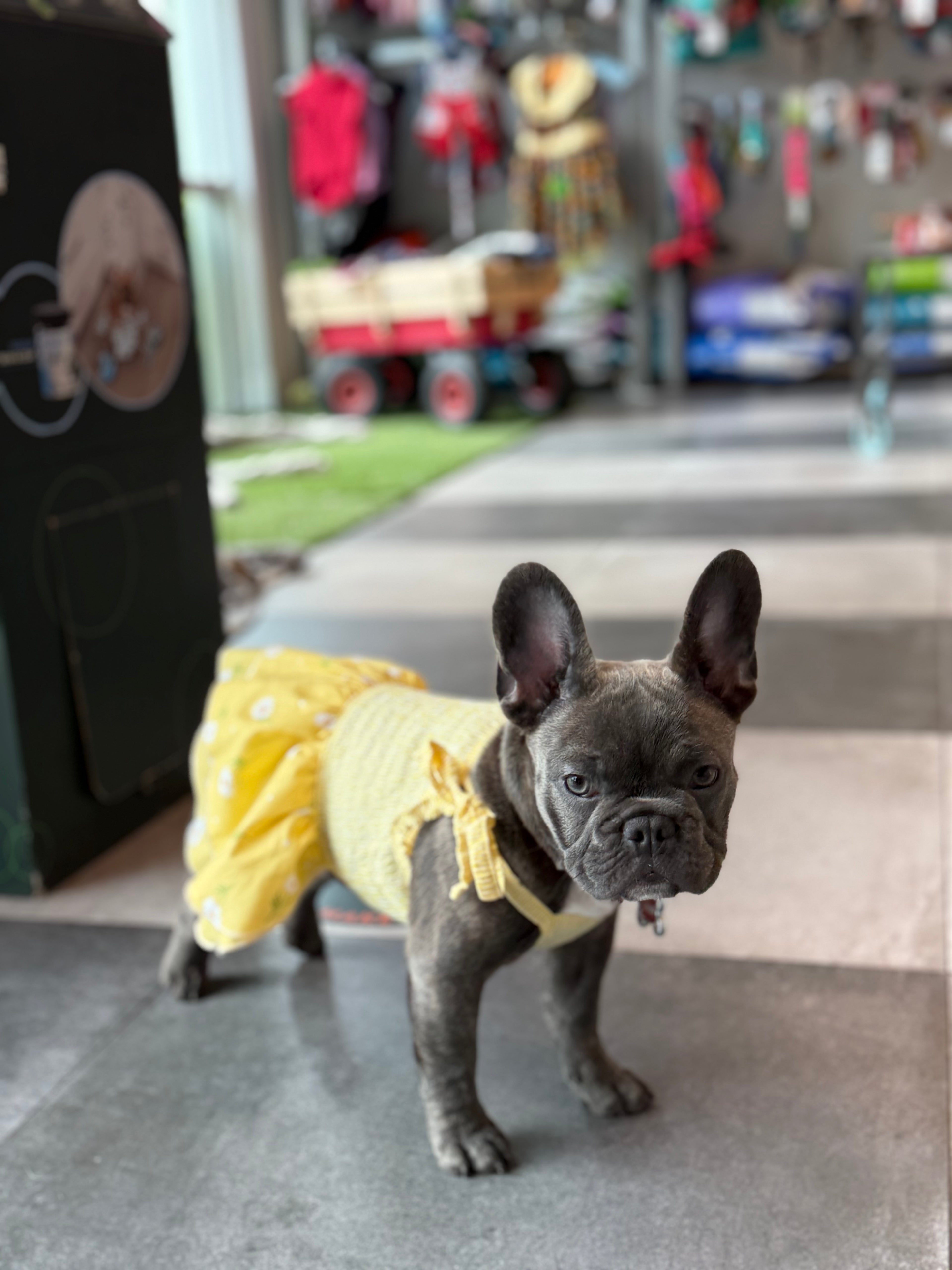 Daisy’s dress