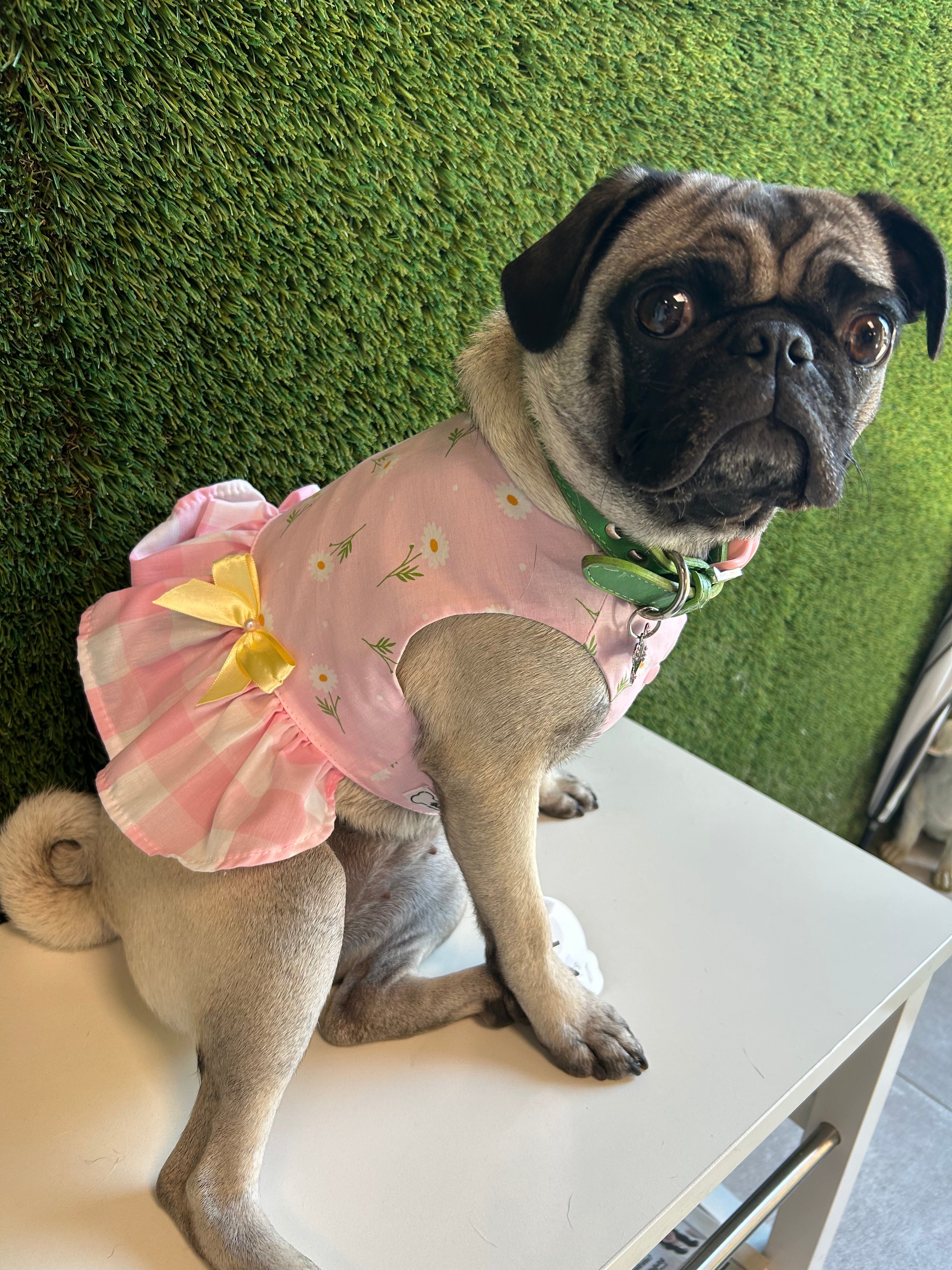 Crop top skirt pet